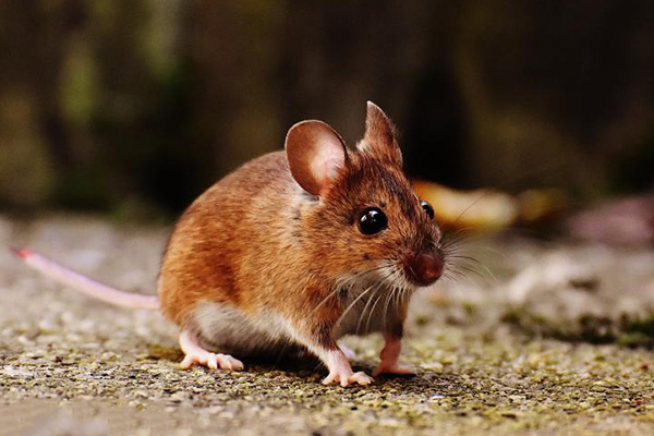 家有老鼠怎么办？揭秘高效老鼠防治策略，守护健康生活！
