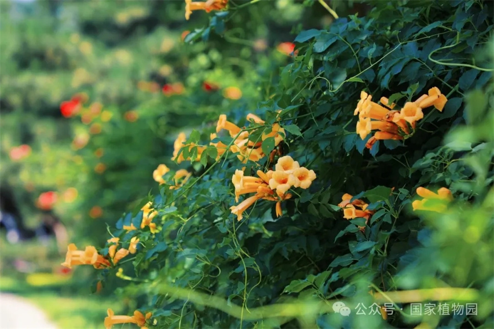 這種在仲夏盛開的花，極具浪漫色彩，四大種類各具特色