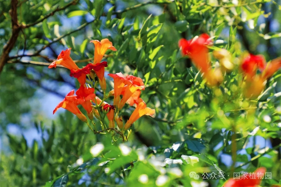 這種在仲夏盛開的花，極具浪漫色彩，四大種類各具特色