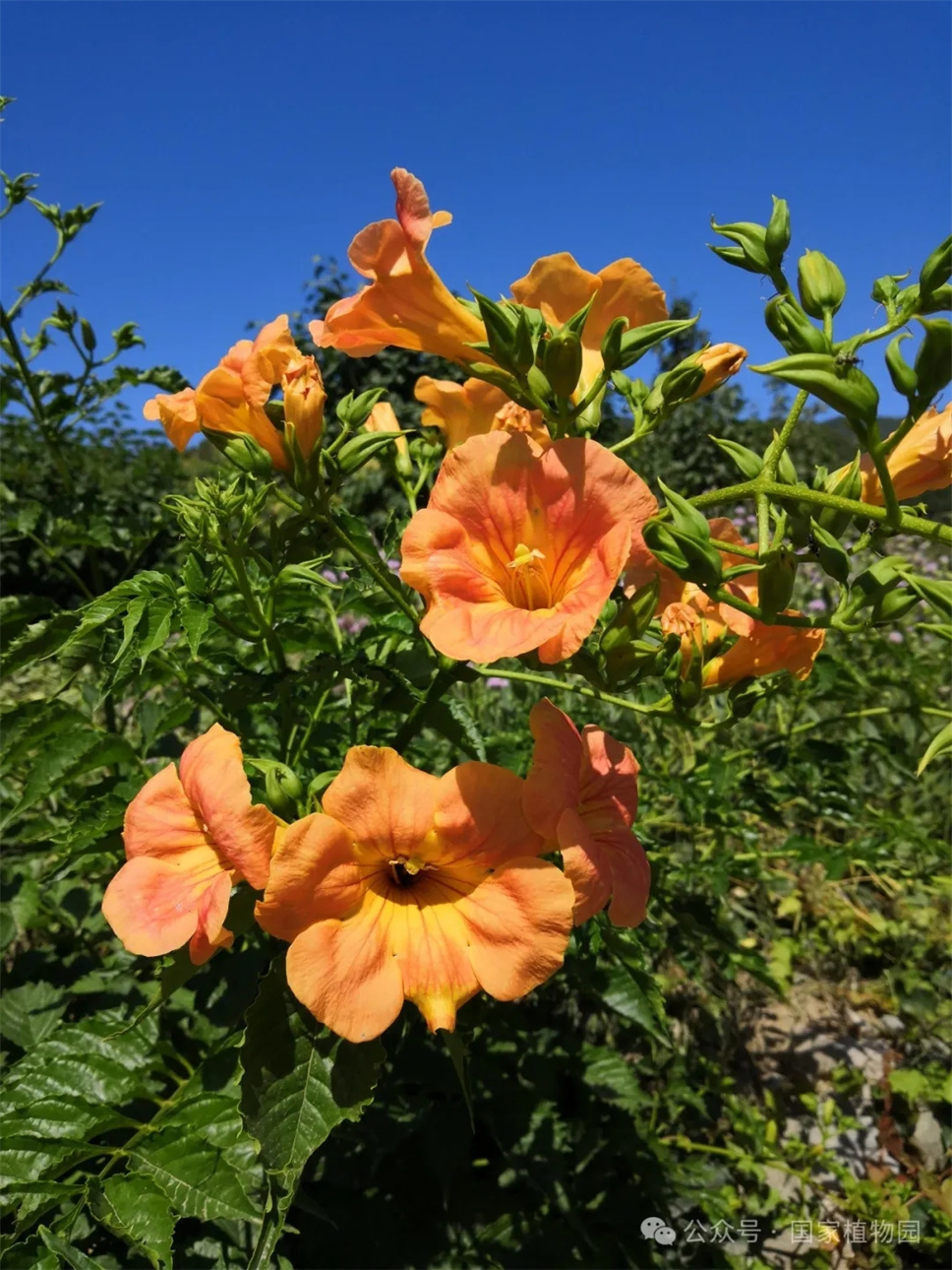 這種在仲夏盛開的花，極具浪漫色彩，四大種類各具特色