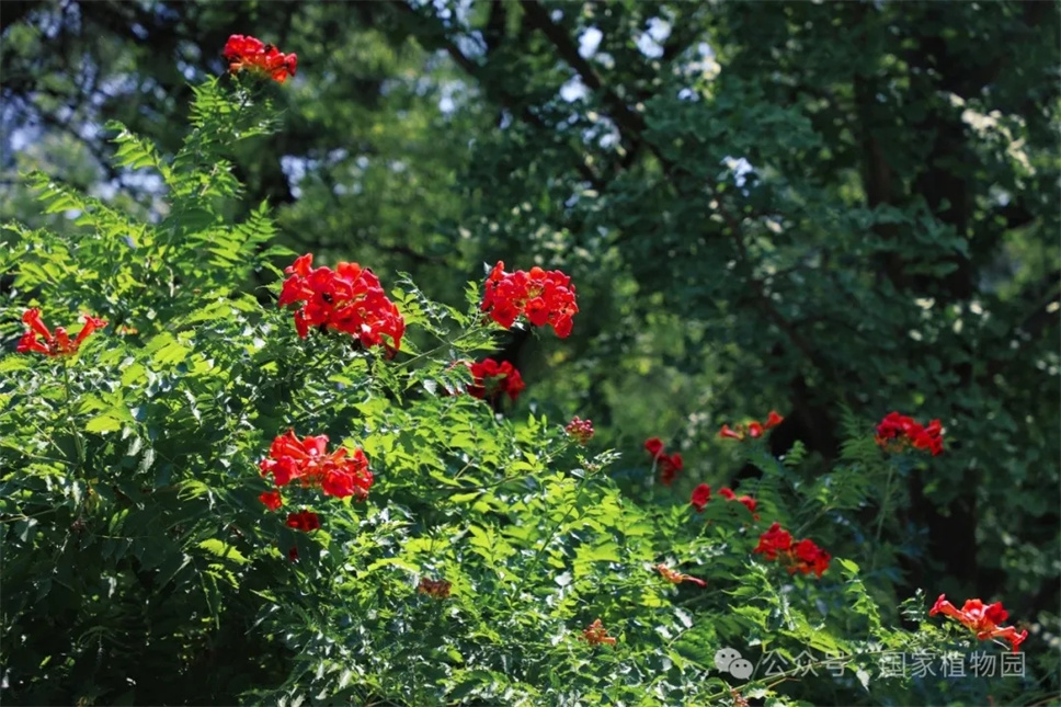 這種在仲夏盛開的花，極具浪漫色彩，四大種類各具特色