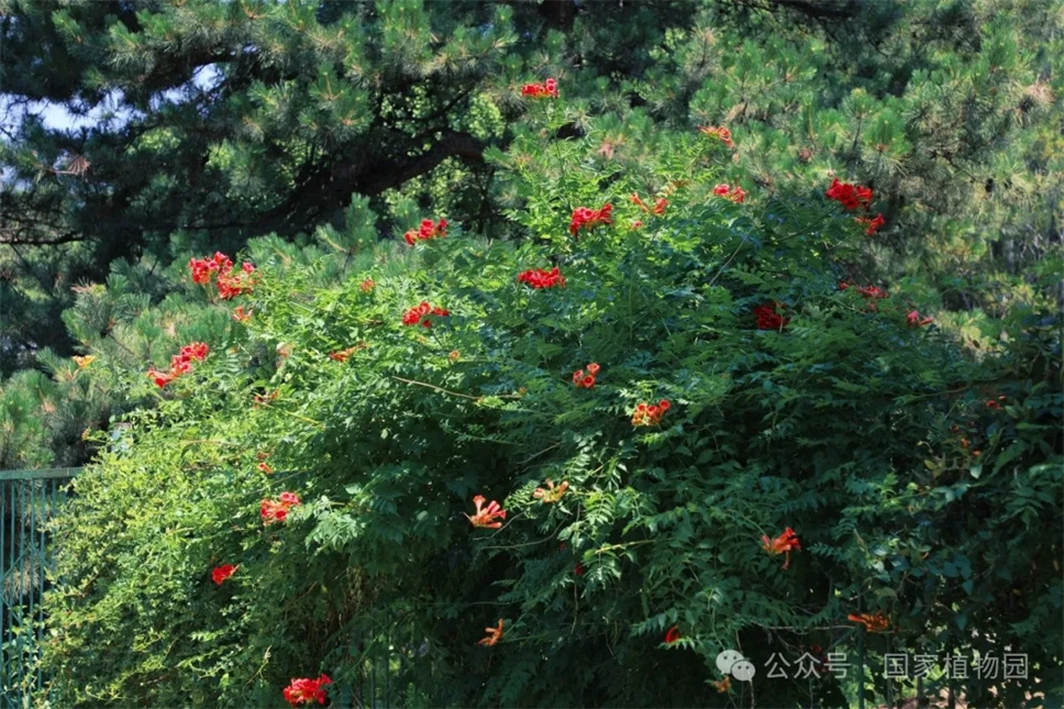 這種在仲夏盛開的花，極具浪漫色彩，四大種類各具特色