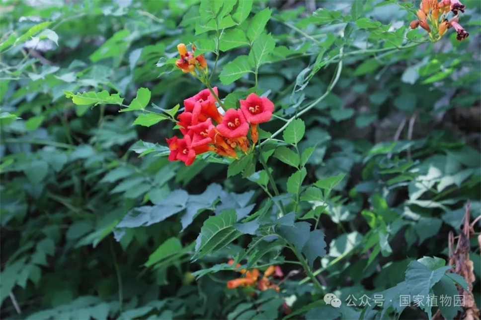 這種在仲夏盛開的花，極具浪漫色彩，四大種類各具特色