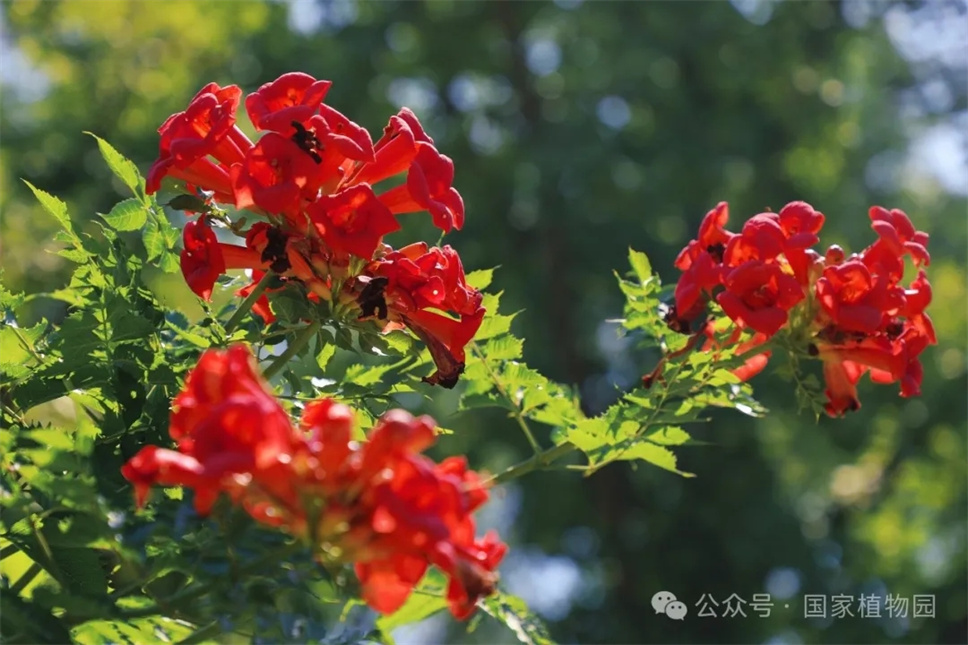 這種在仲夏盛開的花，極具浪漫色彩，四大種類各具特色