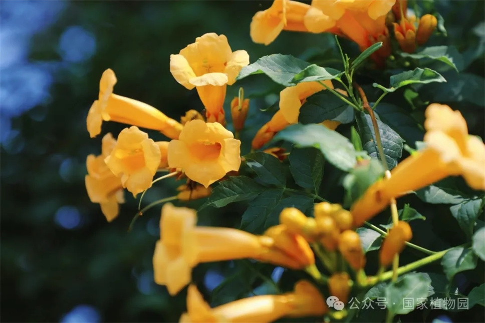 這種在仲夏盛開的花，極具浪漫色彩，四大種類各具特色