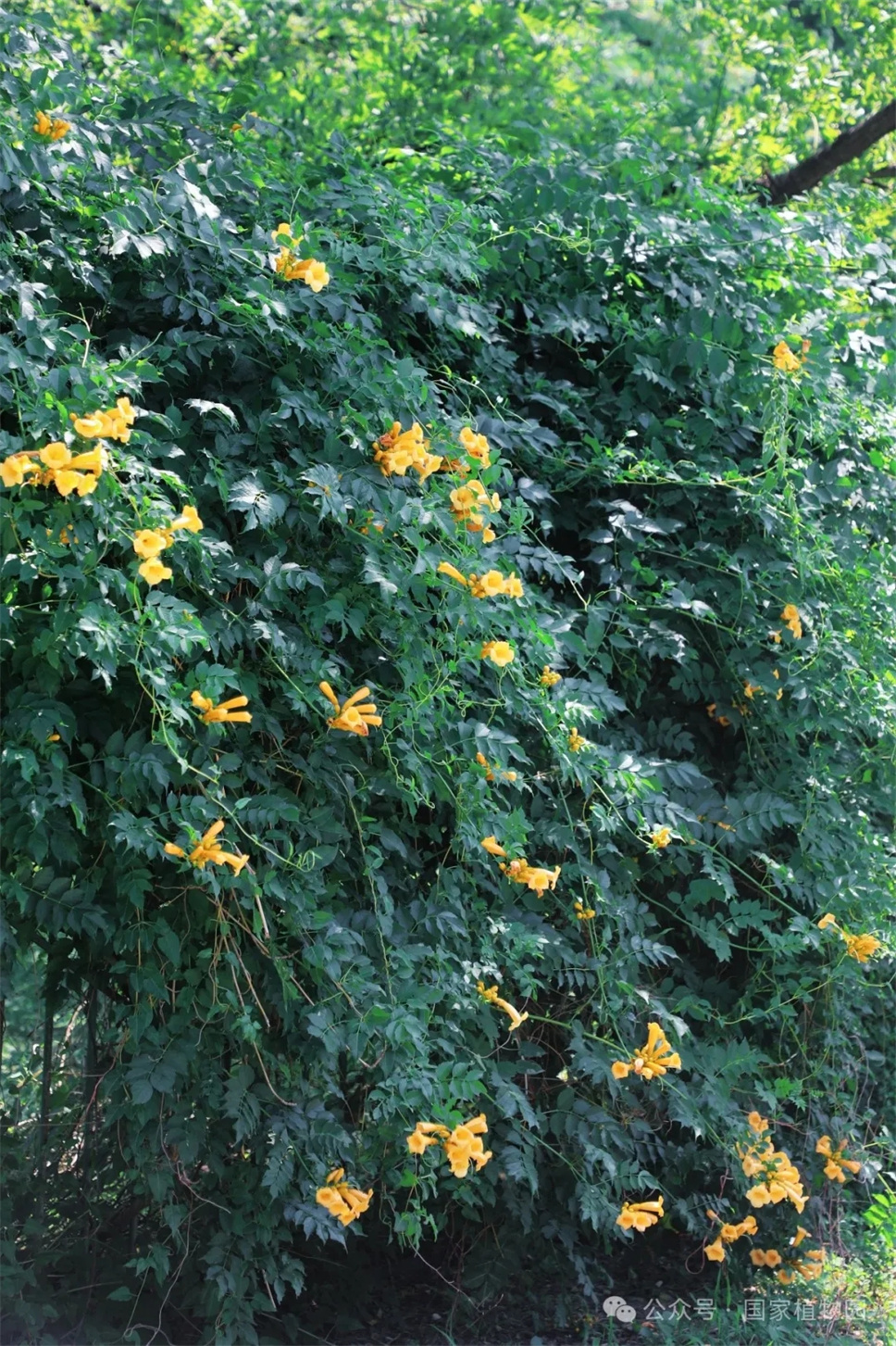 這種在仲夏盛開的花，極具浪漫色彩，四大種類各具特色