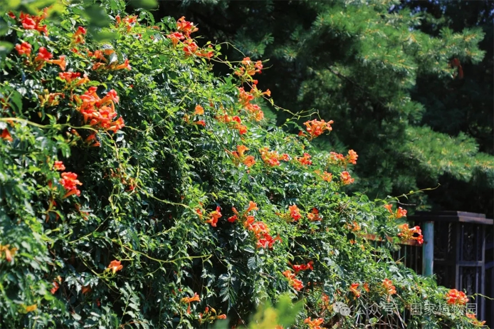 這種在仲夏盛開的花，極具浪漫色彩，四大種類各具特色