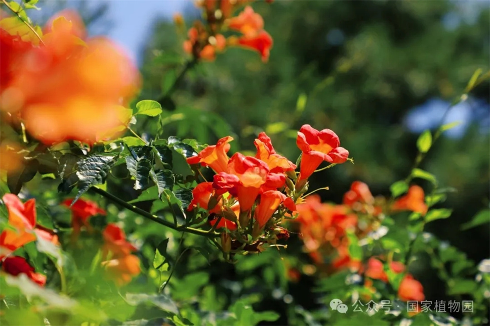 這種在仲夏盛開的花，極具浪漫色彩，四大種類各具特色