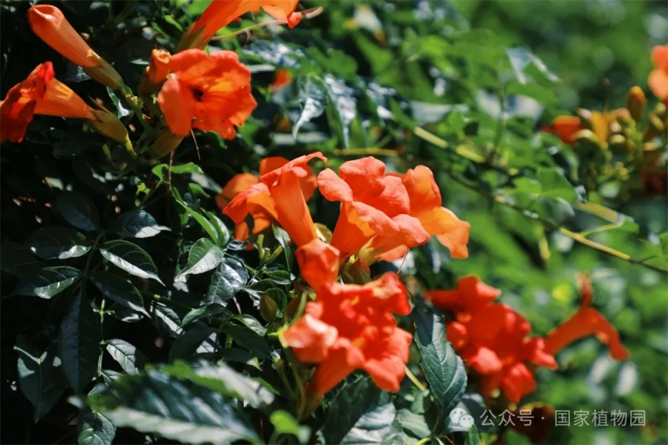 這種在仲夏盛開的花，極具浪漫色彩，四大種類各具特色