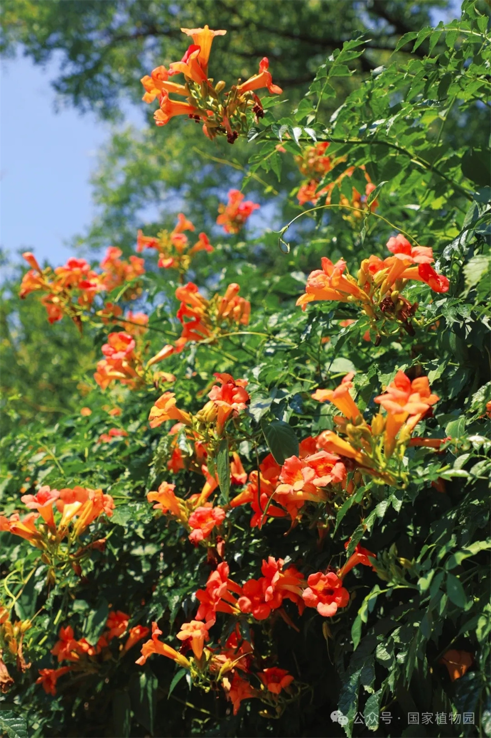 這種在仲夏盛開的花，極具浪漫色彩，四大種類各具特色