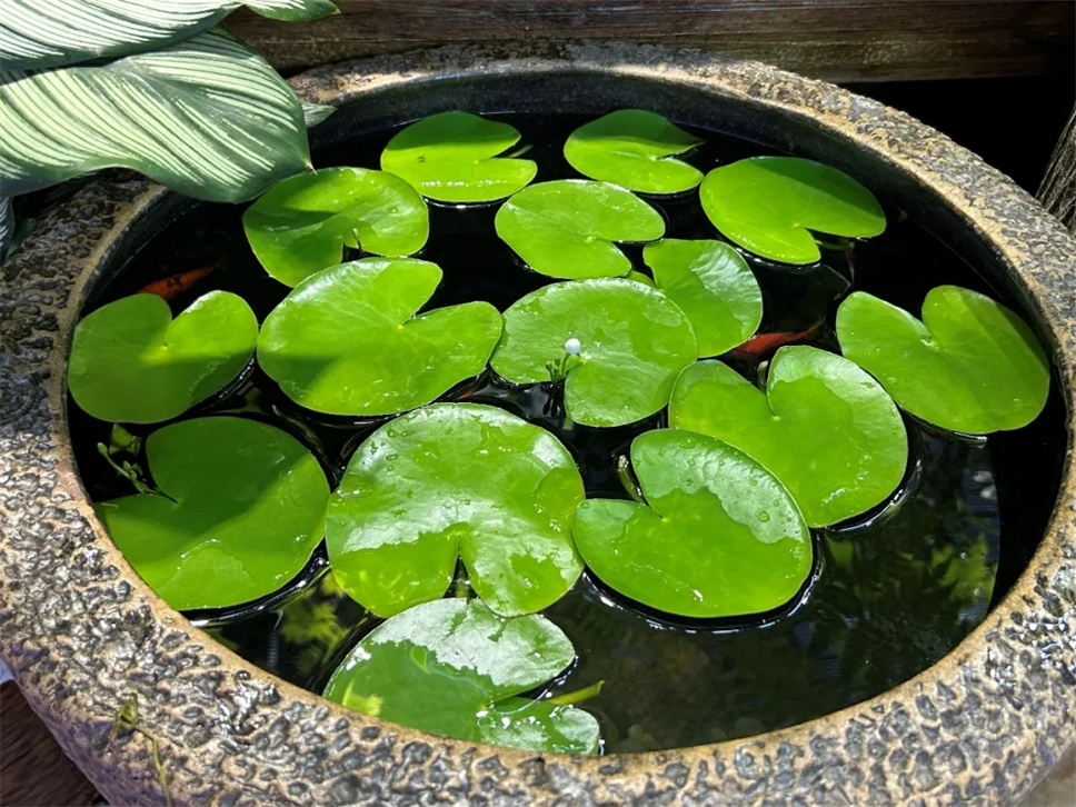 解救炎夏悶熱感