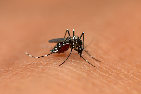 雨后为何蚊子特别多？这些方法让你告别蚊虫侵扰！