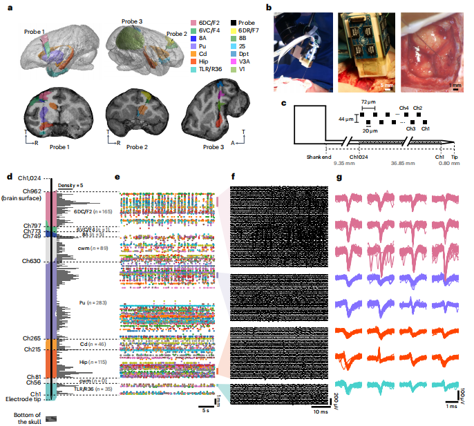 【Nature子刊】Brainsight智能动物手术机器人帮助科学家实现猕猴全脑神经活动监测