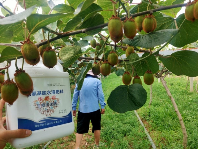 獼猴桃膨大期的施肥管理要點(diǎn)，施好肥產(chǎn)量高！