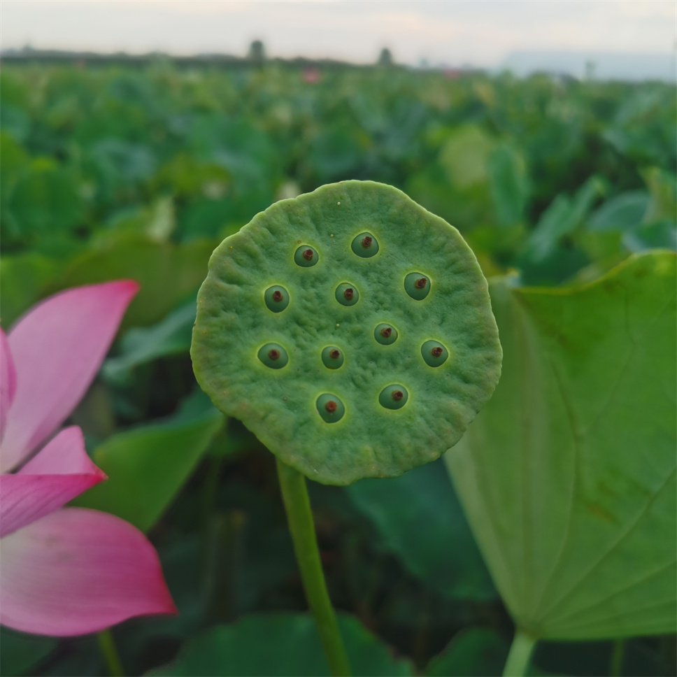 涼風(fēng)至，“荷”以消夏