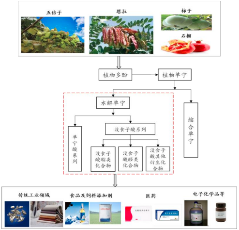 2024年中国水解单宁行业发展历程、产业链分析及未来市场发展趋势研究预测-中金企信发布 2024年中国水解单宁行业发展历程、产业链分析及未来市场发展趋势研究预测-中金企信发布