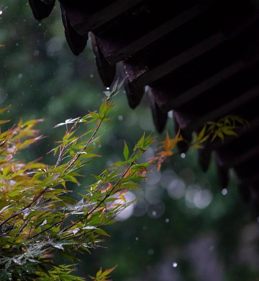 雨季存茶要注意