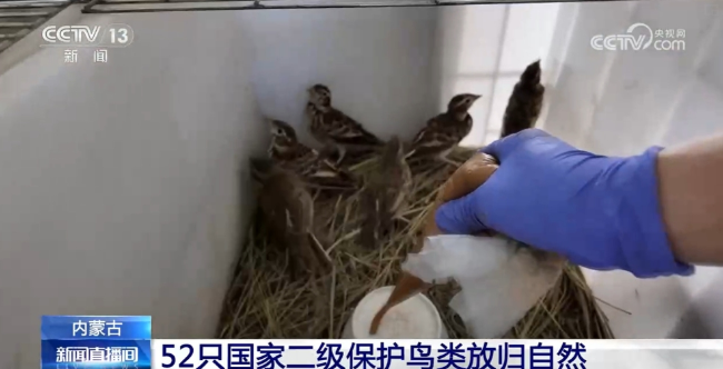 江豚、亚洲象……野生动物频“亮相” 见证我国生物多样性保护成效 江豚、亚洲象……野生动物频“亮相” 见证我国生物多样性保护成效