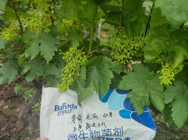 微生物菌劑價格？