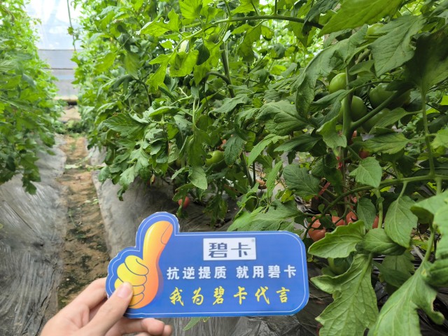 番茄種植管理中如何選擇水溶肥，且效果翻倍？