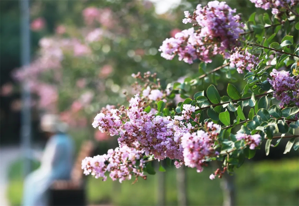 二十四節(jié)氣與花 | 我姓夏，名叫紫薇