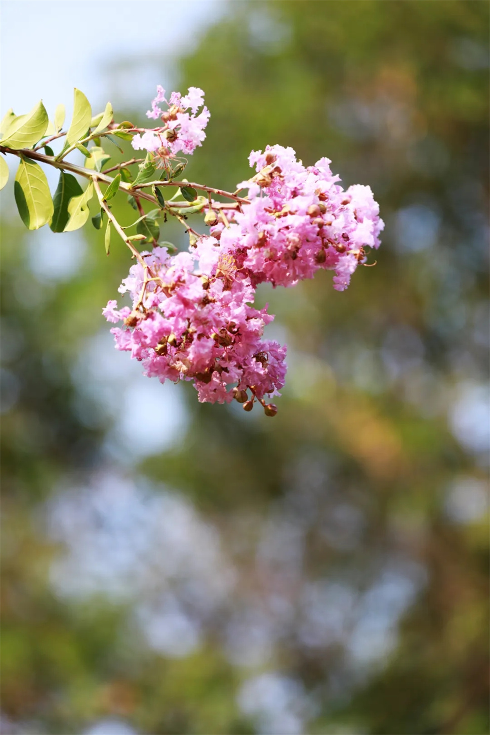 二十四節(jié)氣與花 | 我姓夏，名叫紫薇