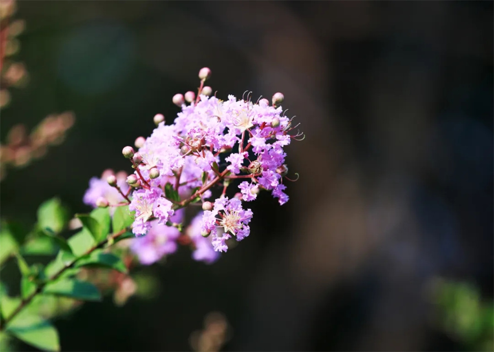 二十四節(jié)氣與花 | 我姓夏，名叫紫薇