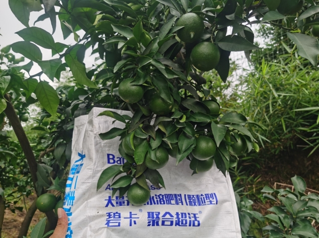 柑橘種植管理技術(shù)三要素