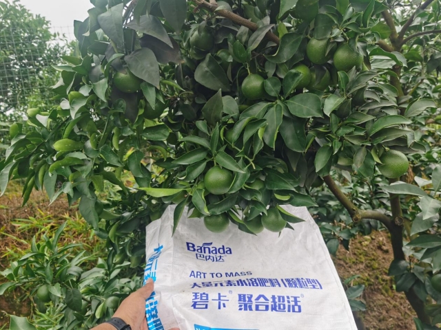 柑橘種植管理技術(shù)三要素