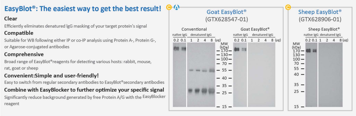 蛋白质印迹(Western Blot) 保姆级教程  Part1：实验方案