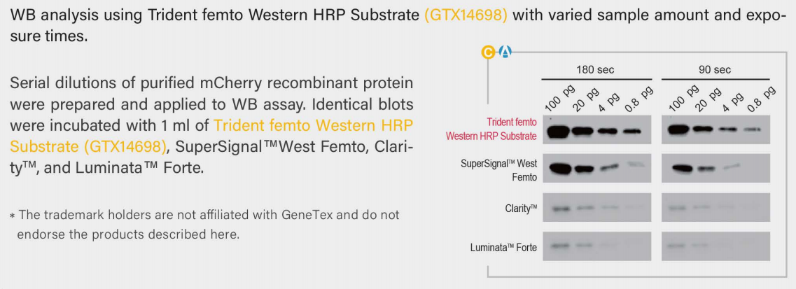 蛋白质印迹(Western Blot) 保姆级教程  Part1：实验方案