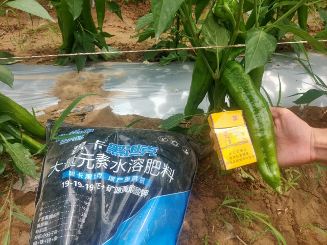 辣椒種植高手都在用的“好肥料”，你知道嗎？