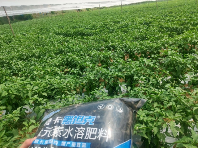 辣椒種植高手都在用的“好肥料”，你知道嗎？