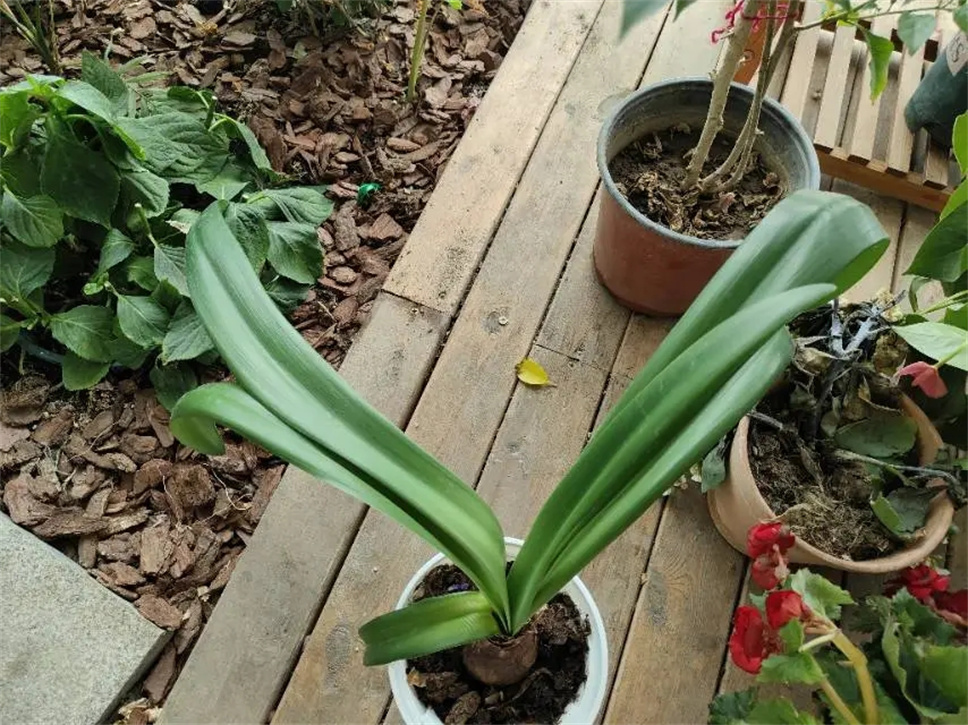 朱頂紅這樣養(yǎng)，白白胖胖，爆崽爆花！