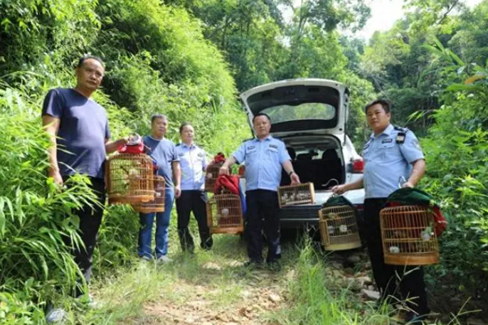 打击非法狩猎!西林警方帮助7只画眉鸟重归大自然 打击非法狩猎!西林警方帮助7只画眉鸟重归大自然