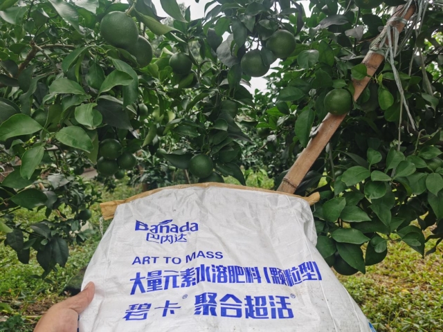 柑橘種植使用水溶肥，如何在干旱環境下不受影響