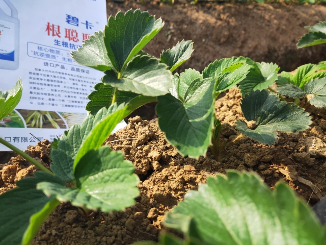 草莓定植用什么肥料好