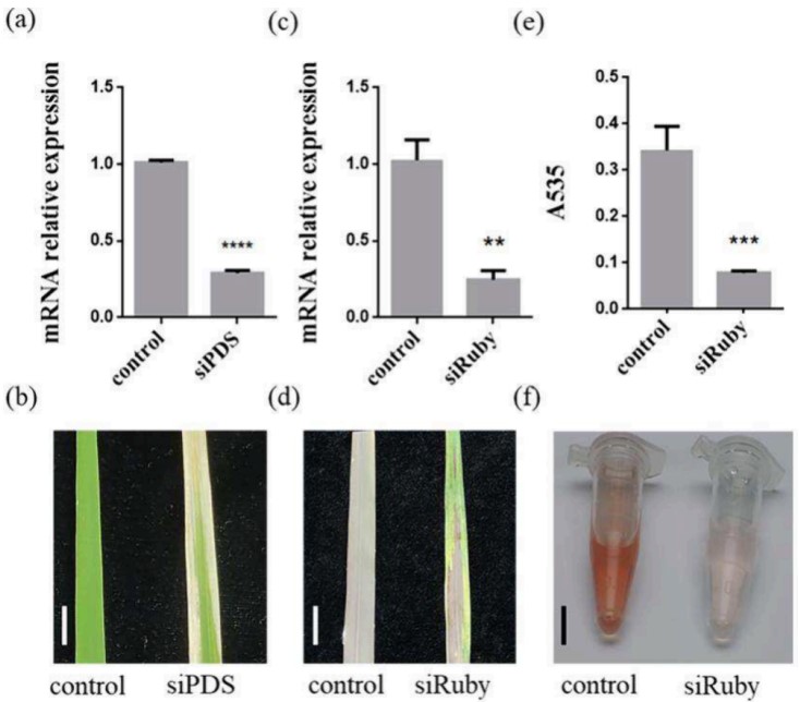 Nano Letters丨SURFSeq 5000助力国家纳米科学中央开展四倍体野生稻落粒性研究