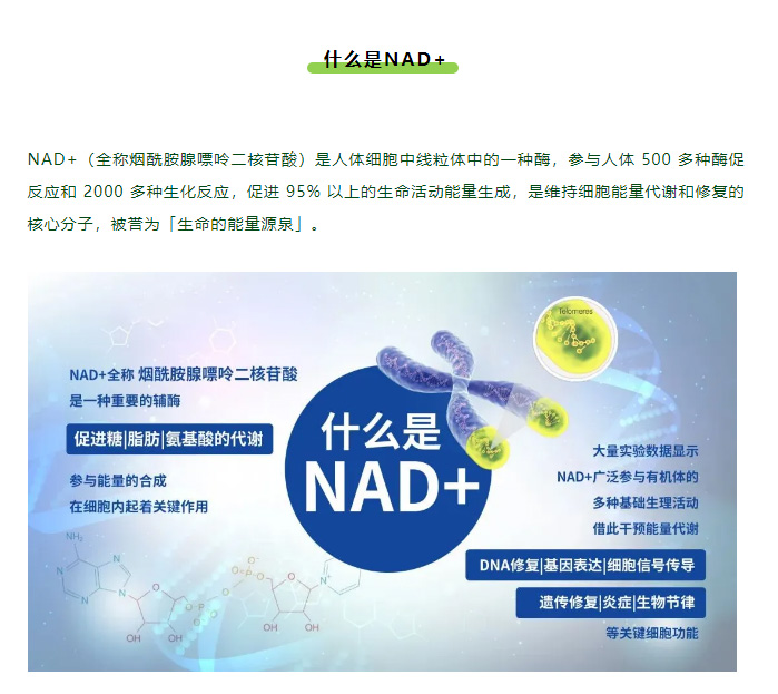 风靡全球的 NAD+，何以神奇？