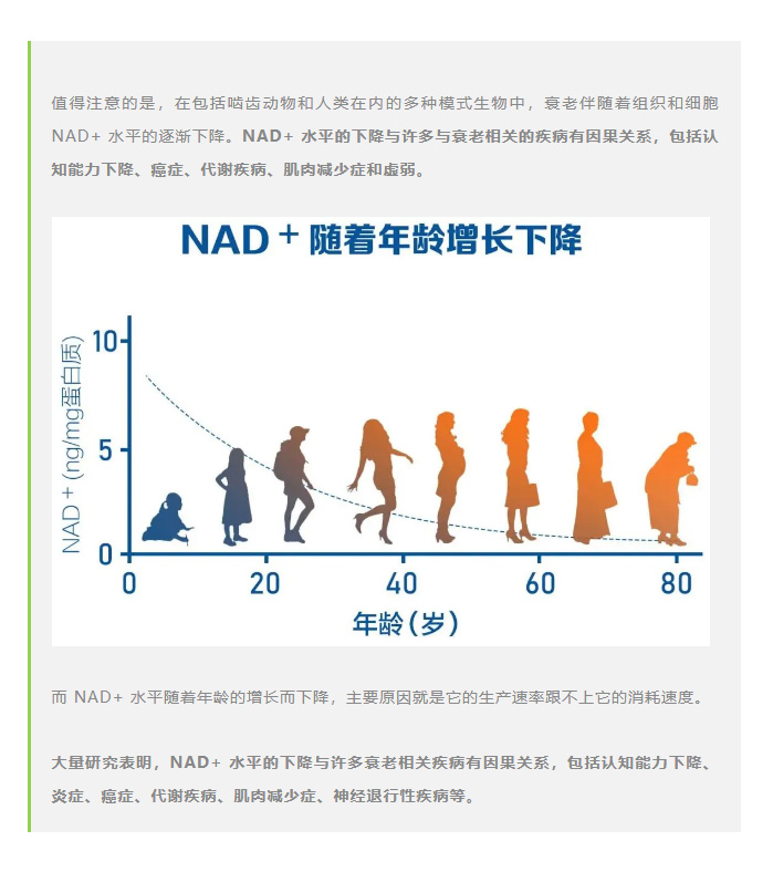 风靡全球的 NAD+，何以神奇？