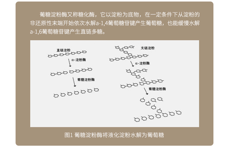 永利集团3044固体食品级葡糖淀粉酶50万酶活(淀粉糖化及水解)FDG-2232