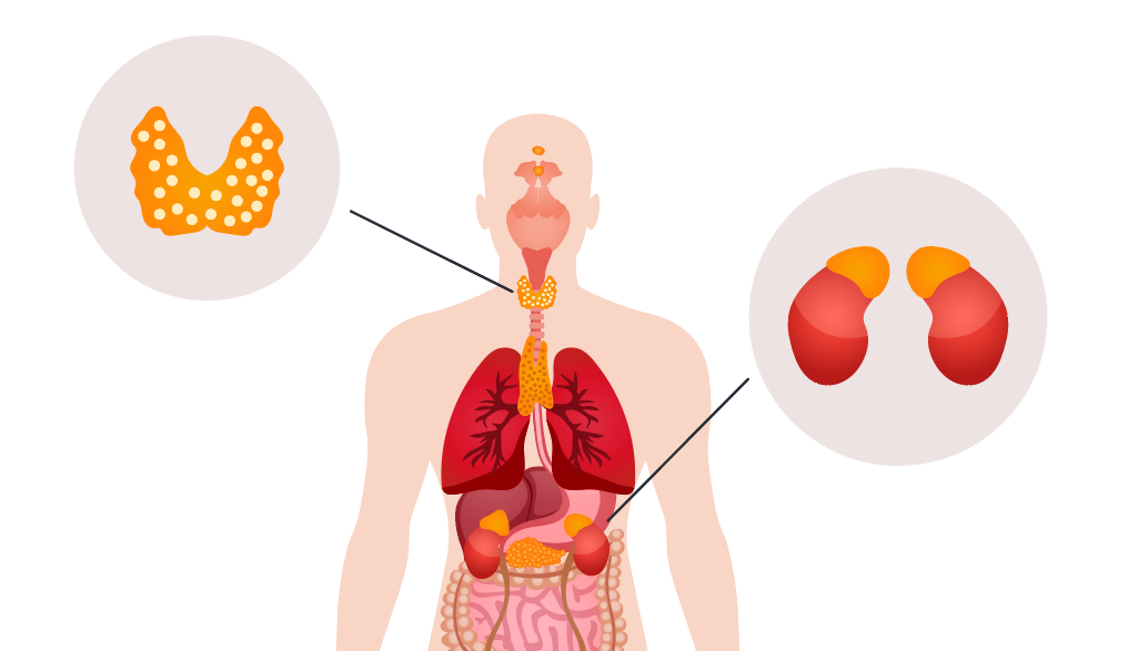 Research Finding: CRF Linked to Thyroid Hormone Levels