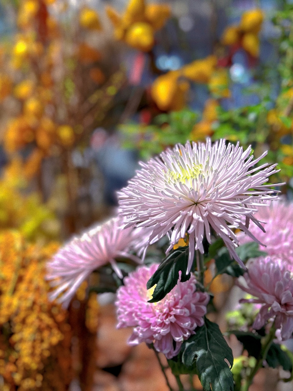 煙花菊