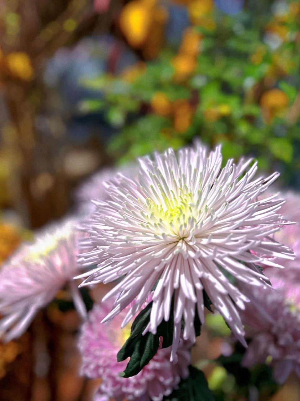 煙花菊