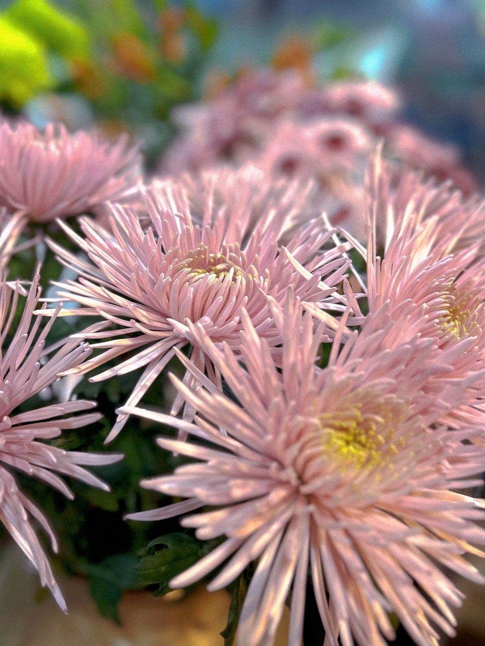 煙花菊