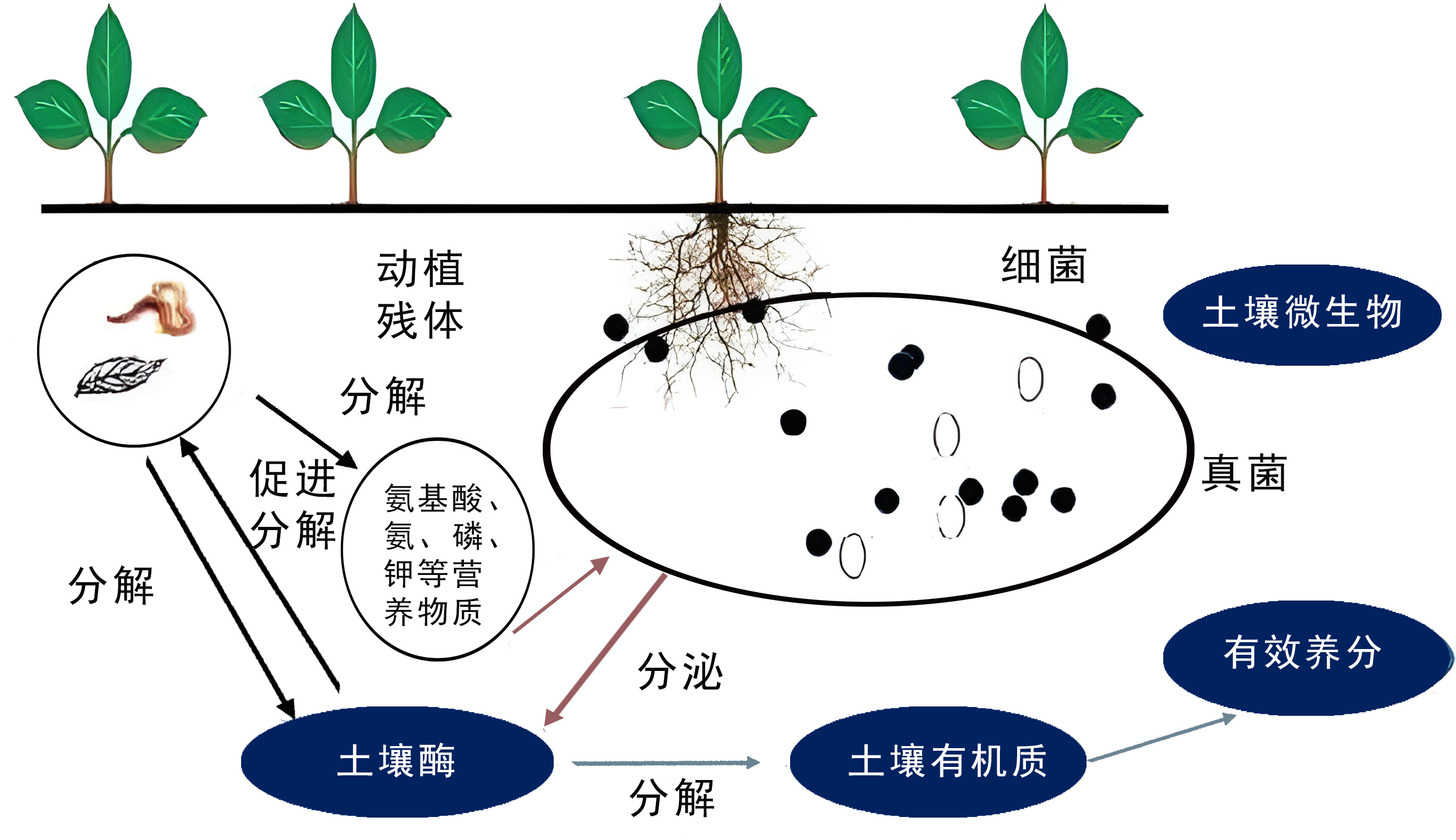 土壤酶活的分類與方法分析