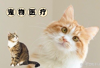 坐擁近2000家寵物醫院的新瑞鵬，為何3年巨虧37億元？