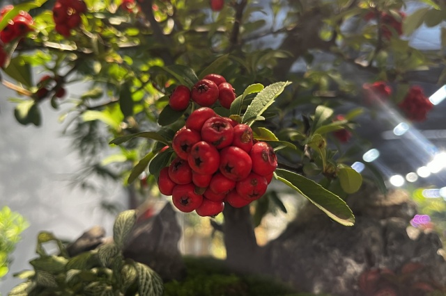 尤見青枝含艷果，卻戀滿樹畫橘紅