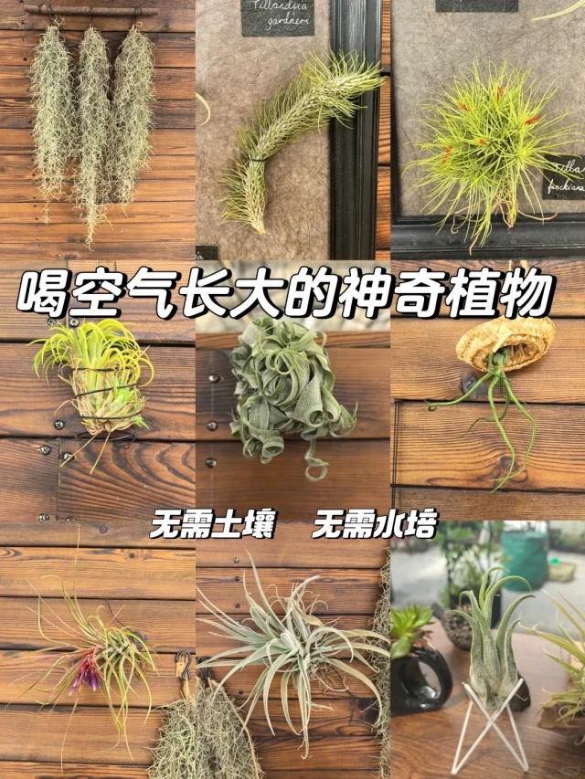 喝空氣長(zhǎng)大的神奇植物