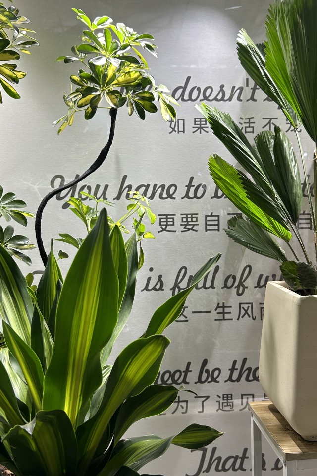 植物與空間：生活中不可缺少的生命力